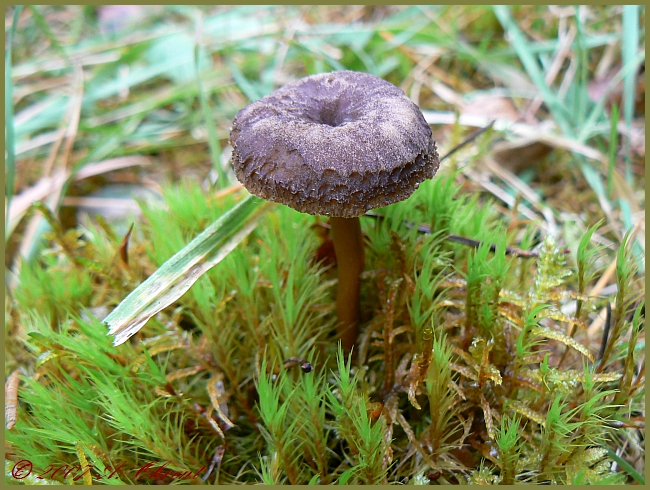 cantharellus_tubaeformis_2