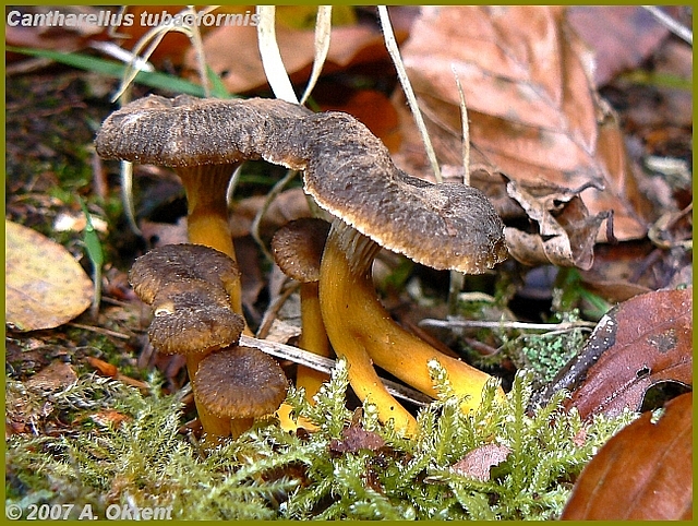 cantharellus_tubaeformis_3