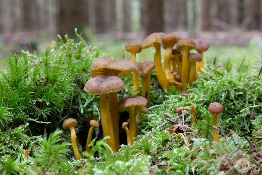 cantharellus_tubaeformis_4