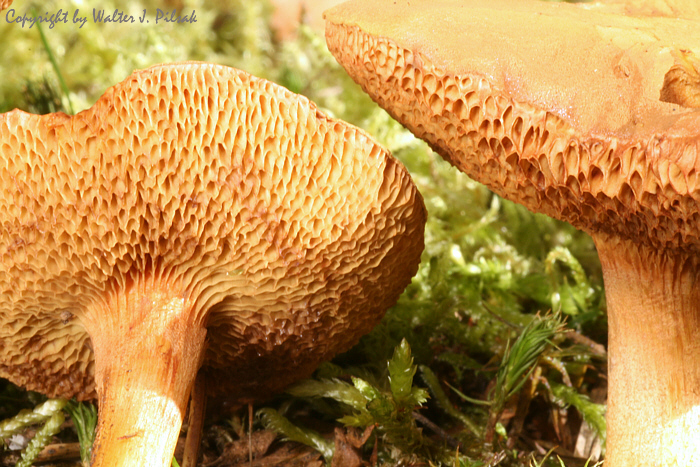 chalciporus_piperatus_2