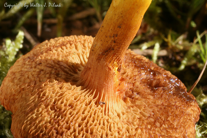 chalciporus_piperatus_3