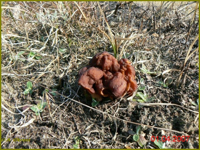 gyromitra_esculenta_1