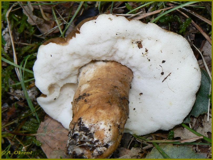 gyroporus_castaneus_1