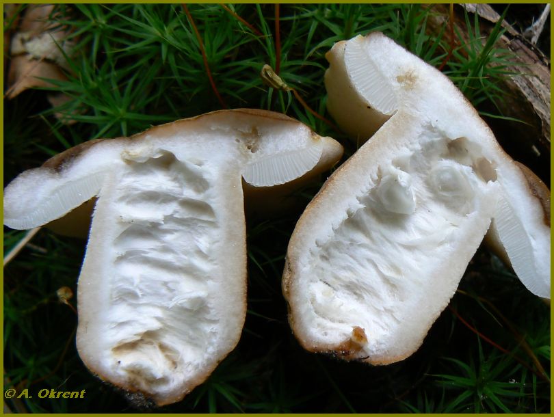 gyroporus_castaneus_2