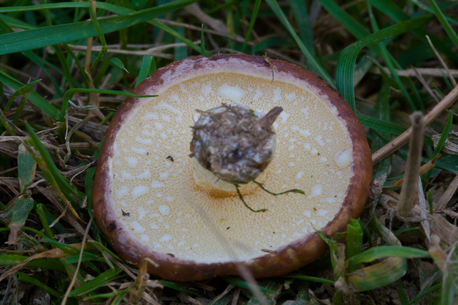 Körnchen-Röhrling